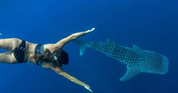 Puerto Princesa: swim with whale sharks on a boat cruise