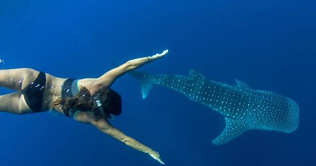 Puerto Princesa: swim with whale sharks on a boat cruise
