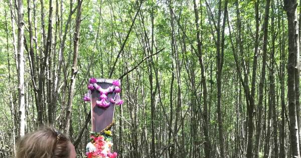 Koh Lanta: half day mangrove boat trip with lunch