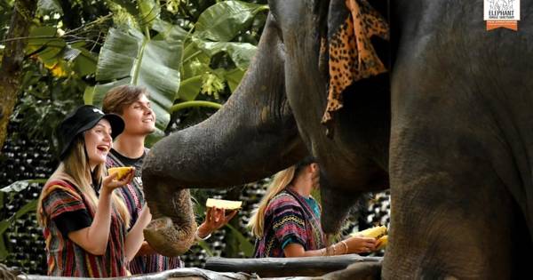 Phuket: ethical elephant feeding at a jungle sanctuary