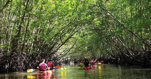 Koh Lanta: half day mangrove kayak tour with lunch