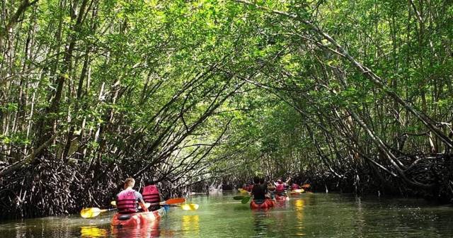 Koh Lanta: half day mangrove kayak tour with lunch