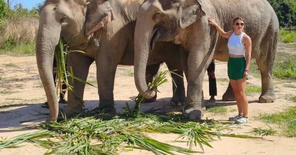 From Siem Reap: Elephant Sanctuary Experience with Transfers