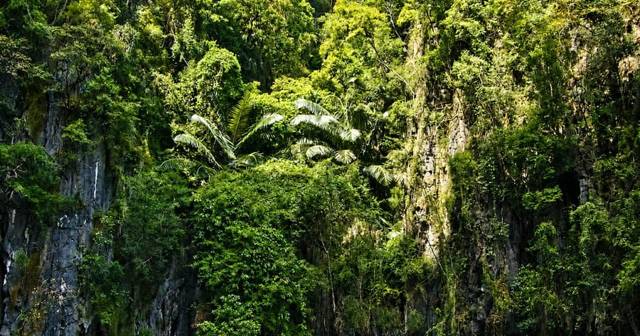 Krabi: kayaking through the mangroves of Ao Thalane