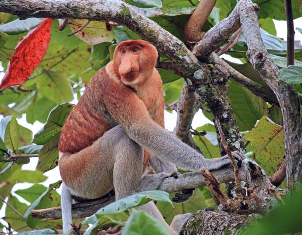 Bongawan river cruise: proboscis monkeys and fireflies