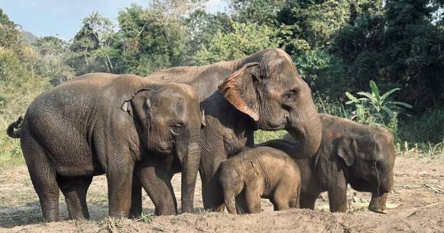 Chiang Mai: elephant sanctuary feeding programme, half day