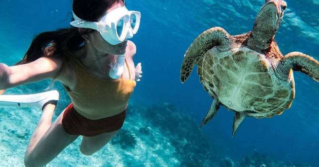 Bohol: island hopping with dolphin watching and a sea turtle swim