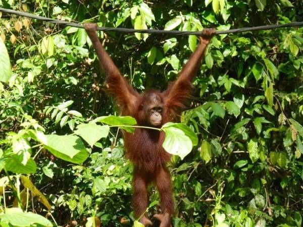 Sepilok: day tour with orangutans, sun bears and Labuk Bay